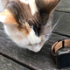 Illustration for article titled ZenWatch 2 Review: A Cheap Way to Get Started With Smartwatches